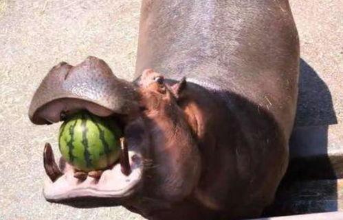 广州河马吃瓜事件视频最新,河马公园内意外“开吃”，网友热议动物趣味瞬间