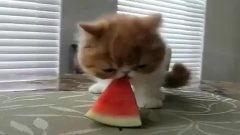 皮皮吃瓜搞笑视频,欢乐无限搞笑视频大盘点