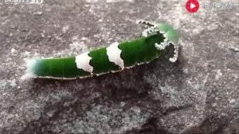 狗吃瓜视频搞笑,笑料百出，萌态可掬！