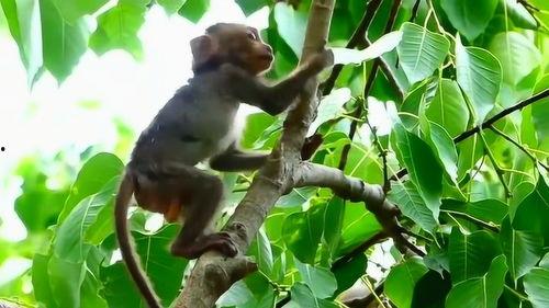 猴子上树吃瓜视频播放下载,趣味视频播放下载指南