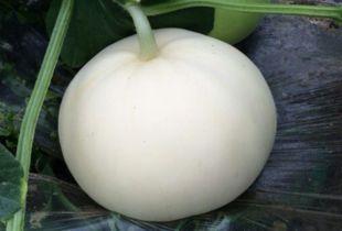 梨瓜如何切块吃视频讲解