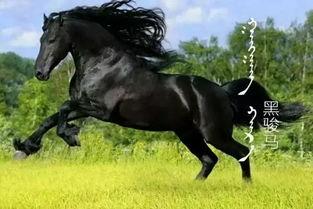 马什么心小羊吃瓜视频,揭秘网络红人的爆红之路