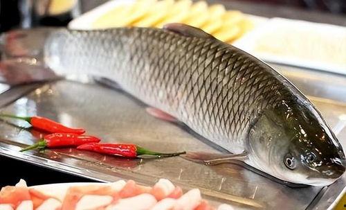 韩国吃货八瓜鱼视频大全,视频大全里的美食探秘之旅