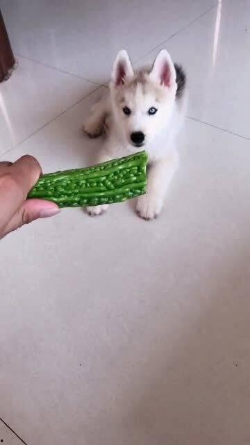 狗吃两瓜视频在线观看