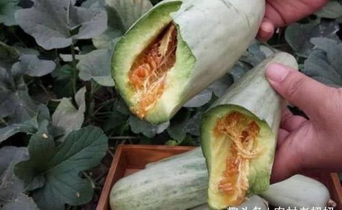什么瓜必须削皮吃呢视频