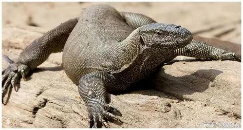 印度f4蜥蜴3分15秒视频吃瓜,一场惊心动魄的吃瓜盛宴