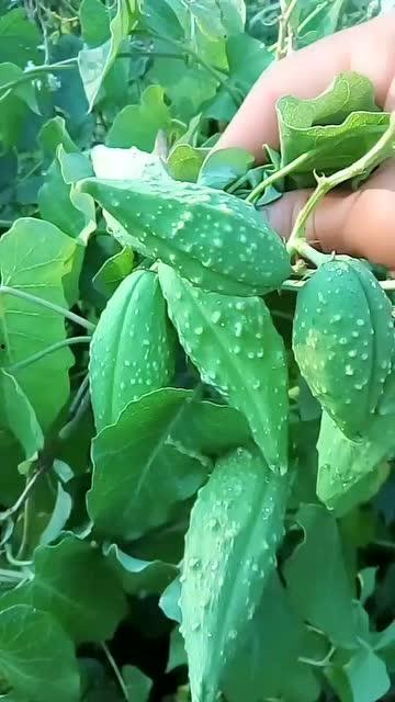 带你吃瓜奇葩植物视频播放,带你探索带你吃瓜的植物世界