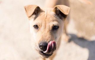 土瓜能给狗吃吗有毒吗视频,揭秘其是否有毒