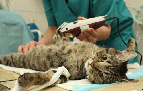 给吃瓜猫咪做绝育视频教程,吃瓜猫咪绝育视频教程详解