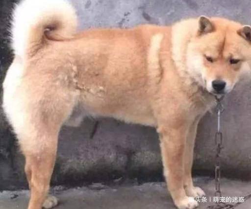 土狗吃野瓜视频,一场自然的味蕾盛宴