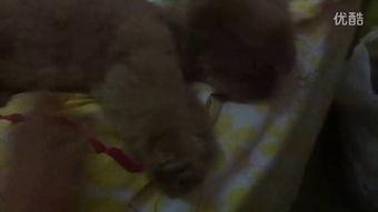 吃瓜幼崽真人视频全集,揭秘萌娃成长瞬间