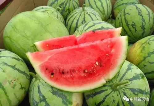 荔枝吃瓜视频,揭秘网红美食背后的故事