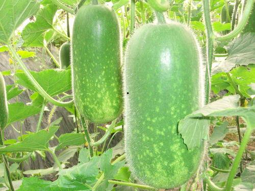 大神吃瓜视频大全,笑料百出，精彩纷呈！