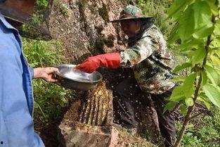 徽县吃瓜事件视频