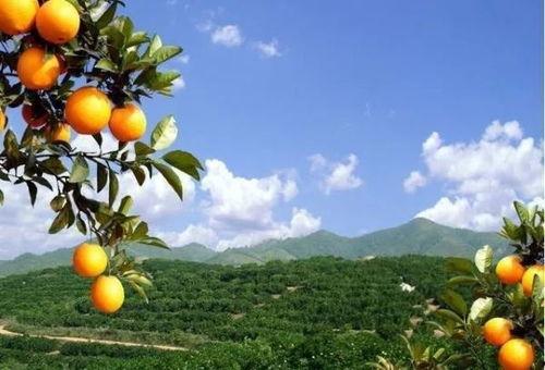 吃瓜的荔枝脐橙好吃吗视频,吃瓜视频揭示美味秘密