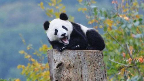 吃瓜熊猫被误伤视频下载,视频记录惊险一幕