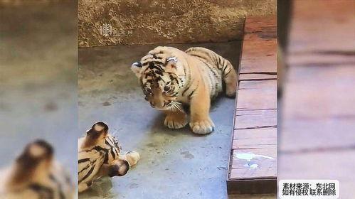 吃瓜群众小老虎视频,趣味横生的瓜界风云