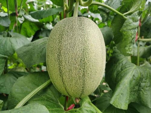 吃一口蜜瓜原视频,甜蜜滋味尽在口中