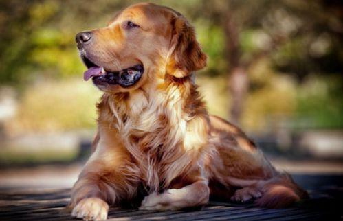 金毛吃牛角瓜的视频,趣味食趣瞬间捕捉