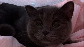 动漫吃瓜小猫咪视频