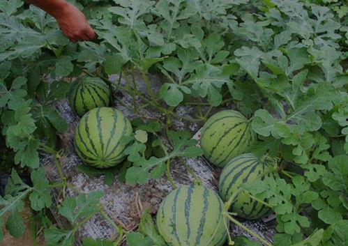 河南鹤壁吃瓜视频,揭秘当地特色美食背后的故事