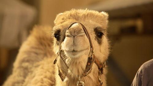 骆驼吃不吃葫芦瓜呢视频,它们真的能吃吗？