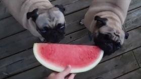 狗吃西瓜哈密瓜会死吗视频,揭秘狗狗误食后果
