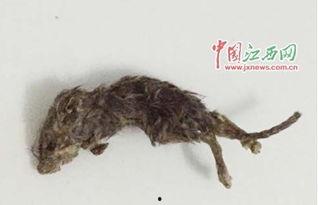 变异老鼠吃瓜视频播放全集,视频全集深度解析