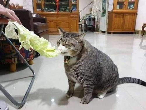 地雷瓜能不能给猫吃呢视频,猫咪饮食禁忌揭秘