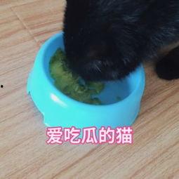 猫咪吃瓜配乐视频播放,猫咪吃瓜配乐视频，萌态十足！