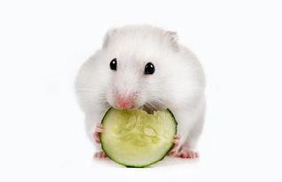 小瓜能给仓鼠吃吗视频,视频揭秘