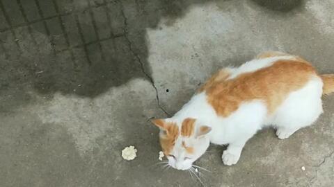 面瓜可以给猫吃吗视频,猫咪的神秘美食探索