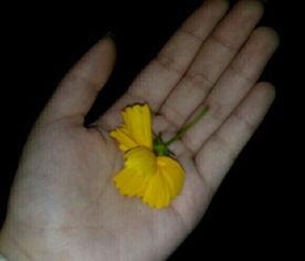 四川吃瓜群众吃瓜视频播放,揭秘吃瓜视频的火爆背后