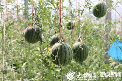 新沂市吃瓜事件视频最新,一场引发热议的网络风波