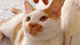 陆丰吃瓜最新视频,揭秘幕后真相，带你走进事件核心