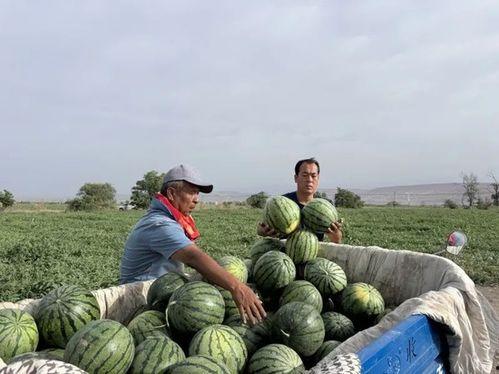 莱芜吃瓜视频从哪里可以看到,观看途径全解析