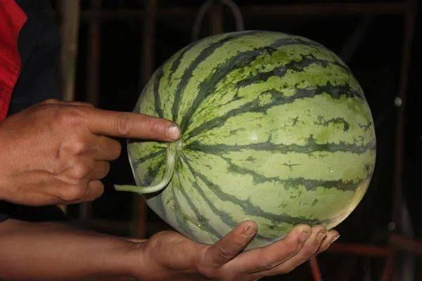 延津县吃瓜视频,揭秘当地特色美食文化