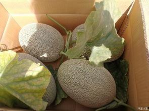 沙漠哥吃哈密瓜视频在线观看,在线观看沙漠中的甜蜜诱惑